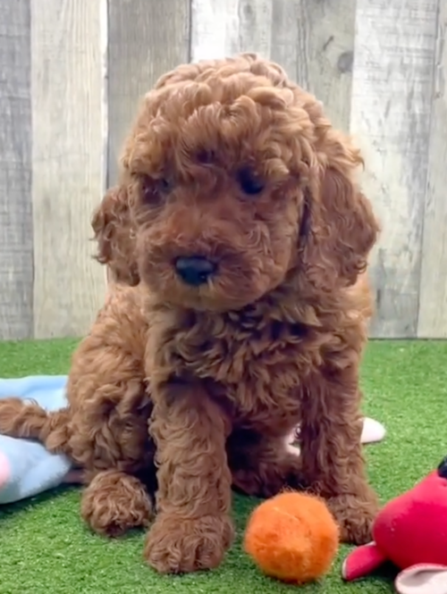 brown mini irish doodle puppy sitting on artificial grass